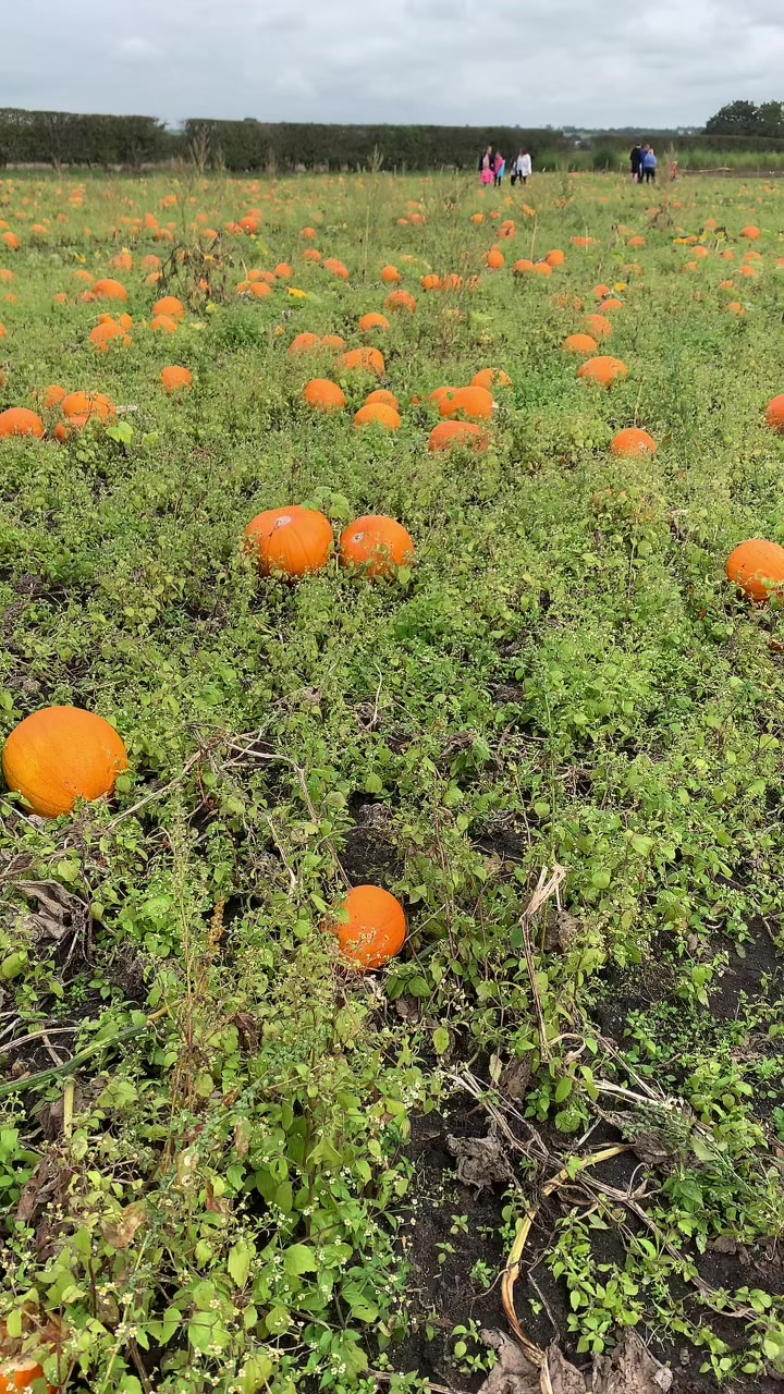 pumpkin picking