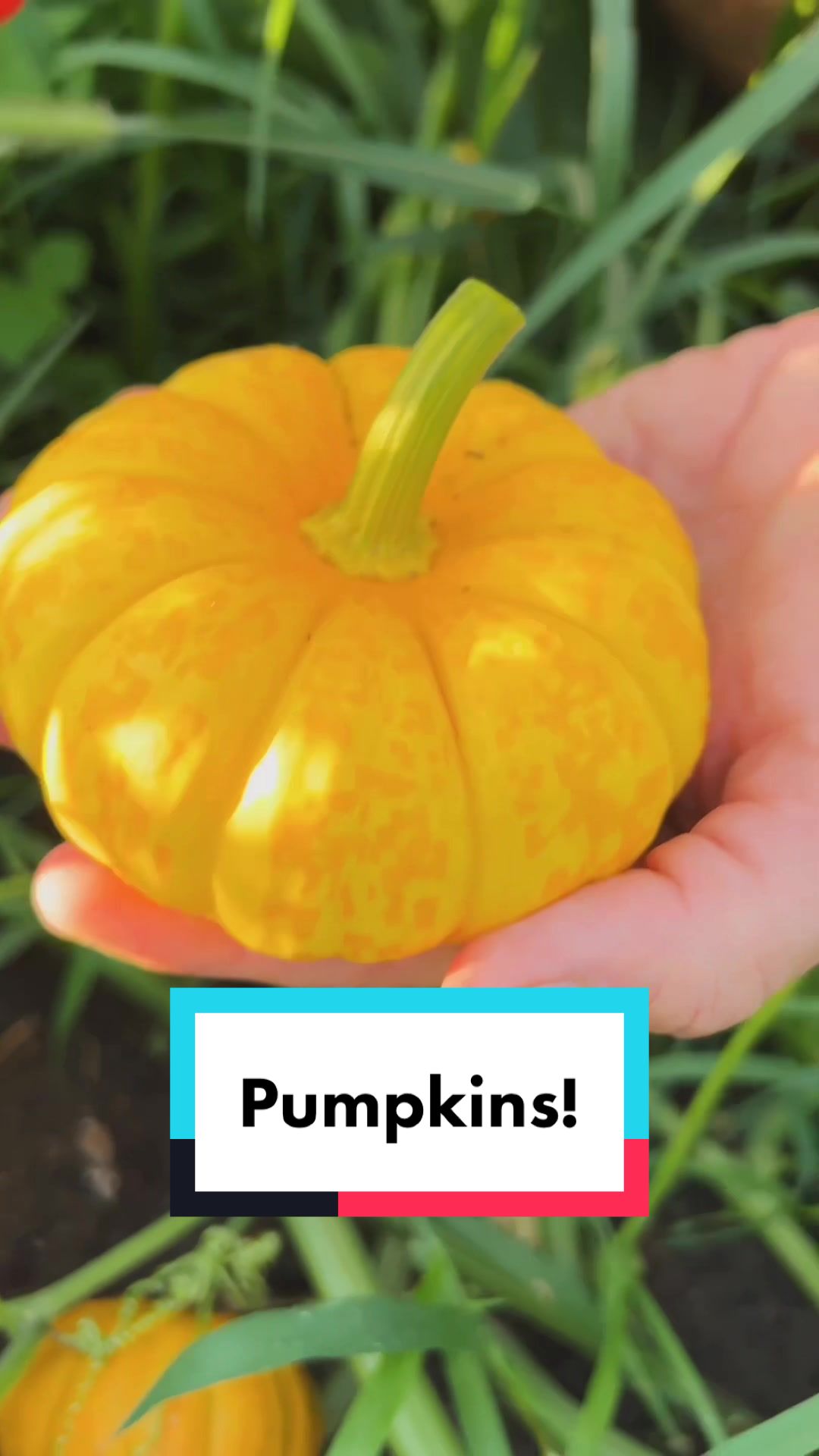 pumpkin picking