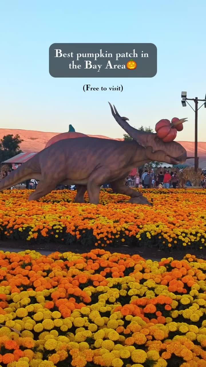 pumpkin patch visit